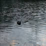 Lone Coot in Water