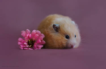 Pink Pompom