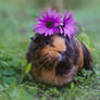 Flowery Pig