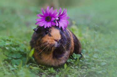 Flowery Pig