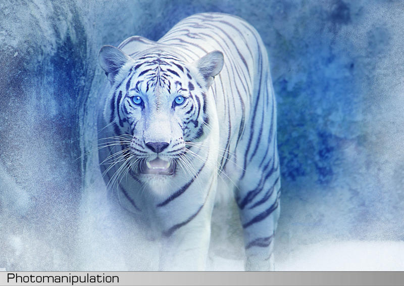 Snow Tiger