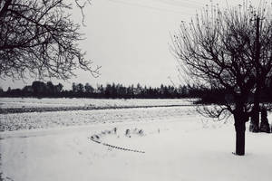 Snow