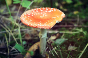 Mushroom