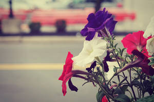 flowers