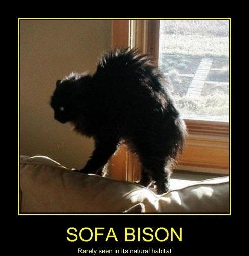 Sofa bison