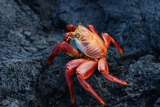 Galapagos red crap