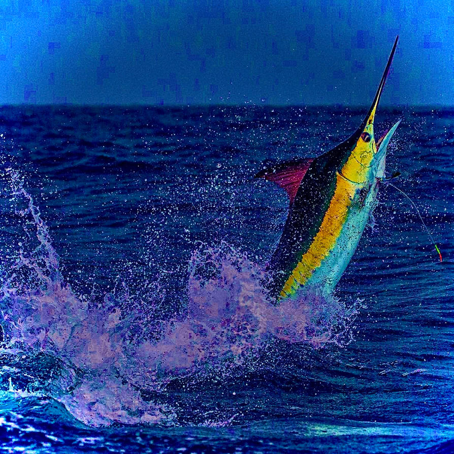 Marlin Getting Rizzy Marlin by ZZmiddle on DeviantArt