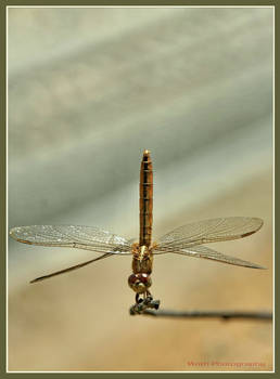 All about Dragon Fly