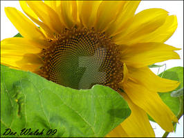 Sunflower 2