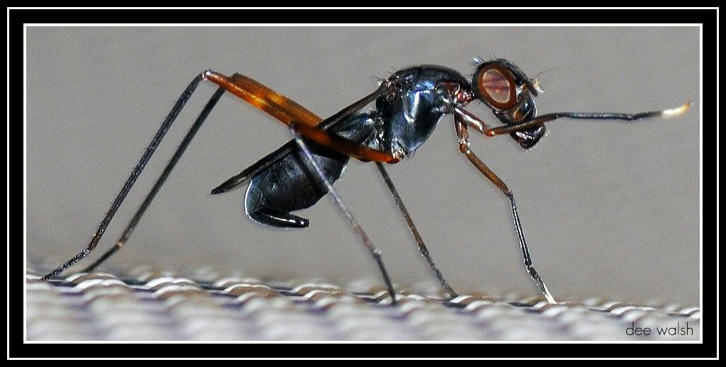 Distorted Ant Ant by deezaster on DeviantArt