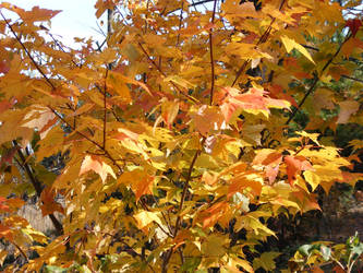 Autumn in Michigan