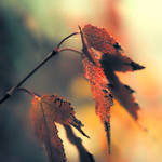 Autumn story by leoatelier