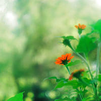 Beautiful flower enjoying the light