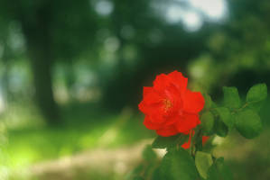 Red rose in the green garden