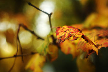 Rusty leaves