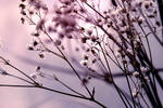 Soft Dreams. by Miss-Rose-Red