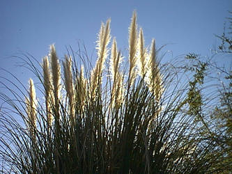 Cattails