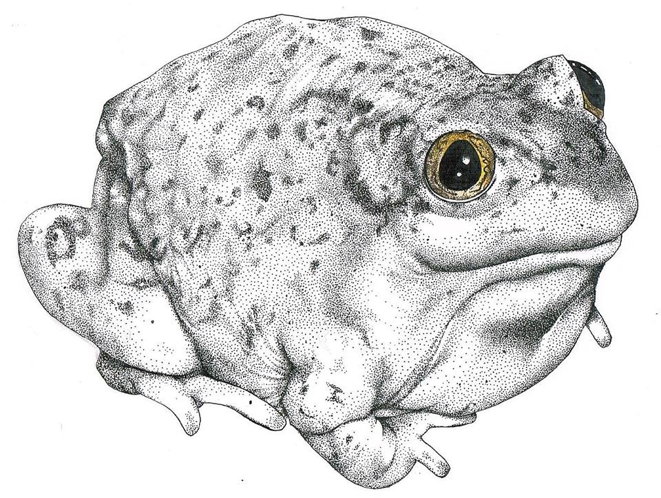 I drew a Frog