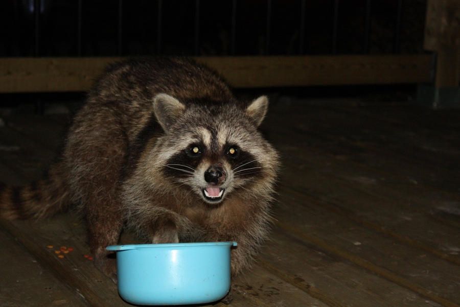 Rocky the Racoon 25 by Mystic93 on DeviantArt