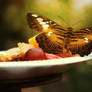 Fruit Feast for a Butterfly