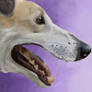 Greyhound