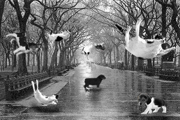 Raining Cats and Dogs by DeadNotSleeping5876 on DeviantArt