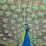 The Fabulous Peacock