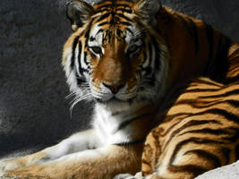 Tigger