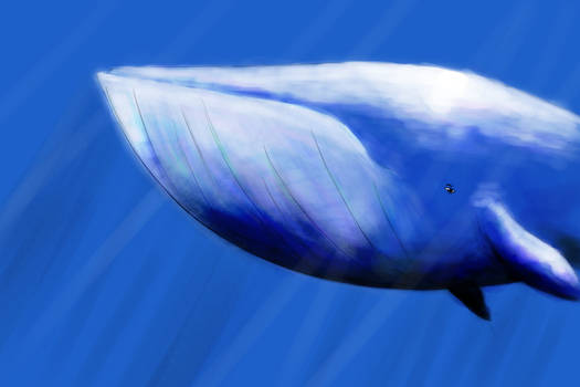 Whale blue