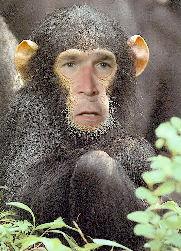 Bush Chimp