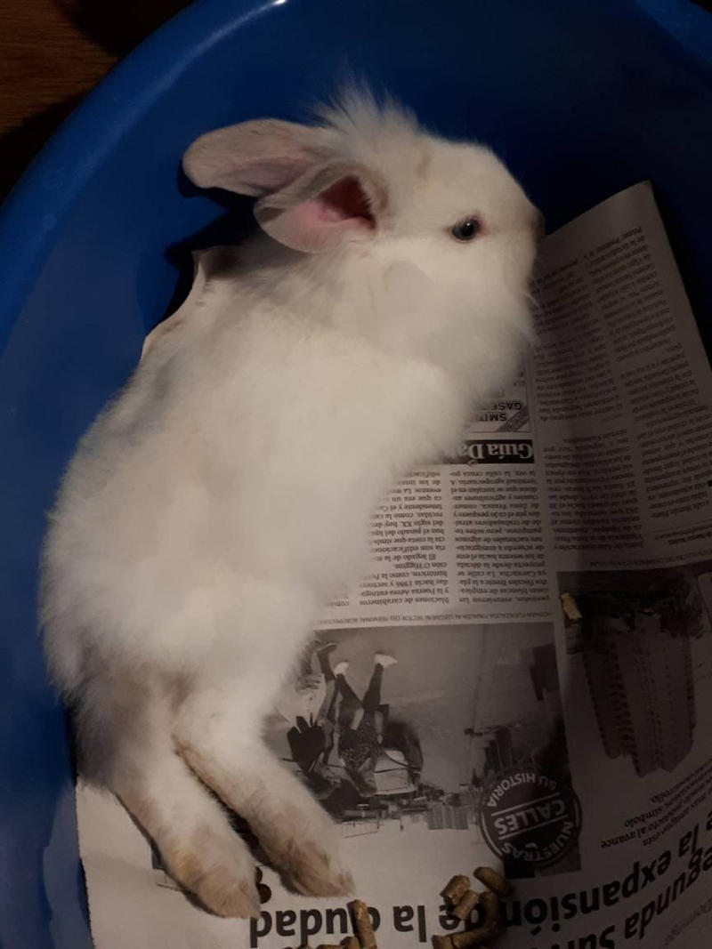 Rabbit model by Eli-Artist64 on DeviantArt