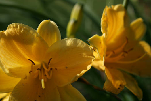 yellow flower