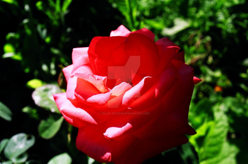 Ah Roses ah... rose... by velve-veldrin on DeviantArt