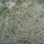 Frosty Grass Texture
