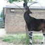 Okapi Stock 3