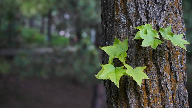 Tree Bark and Leaves