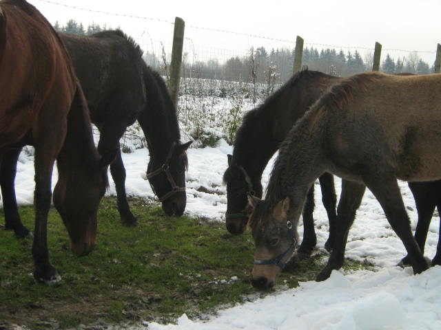 Lady,Olga,Boni,Csini