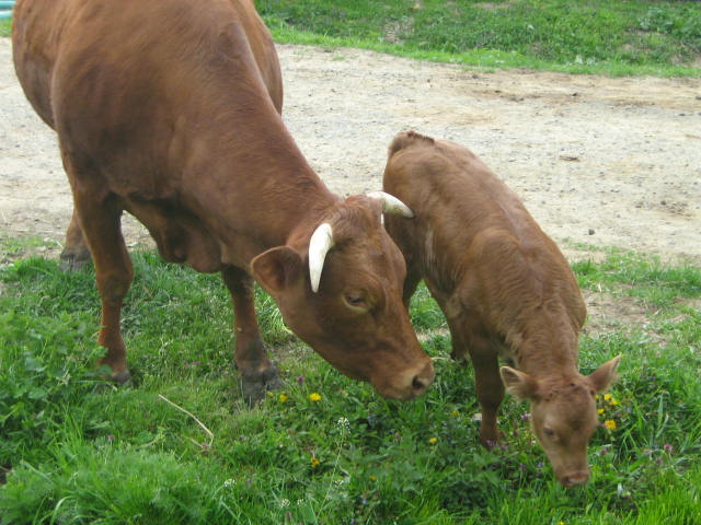 Theodor and Julia