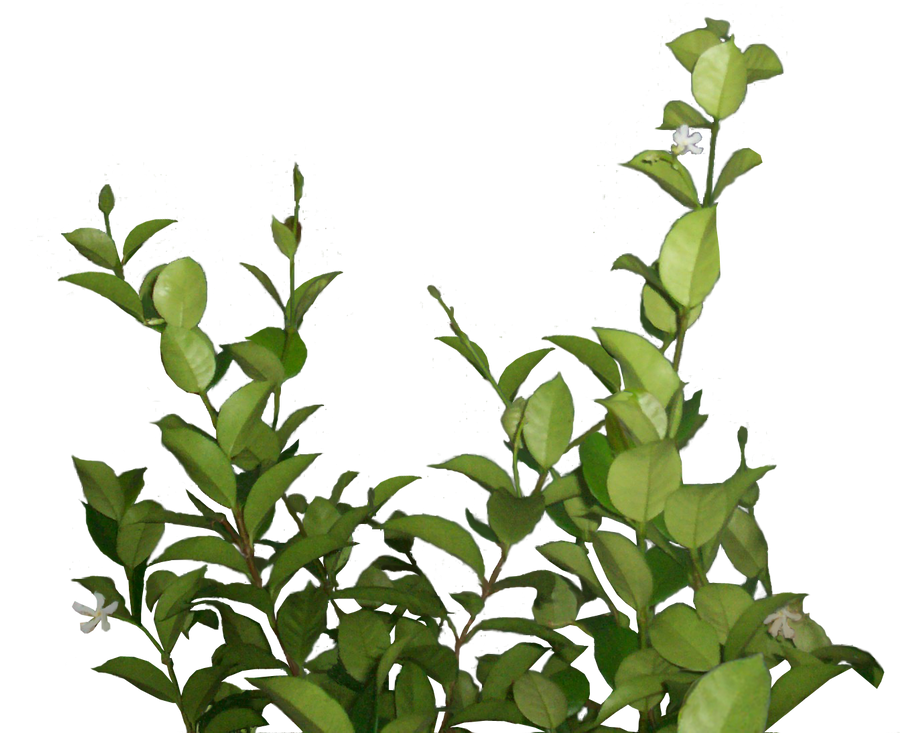lateral foliage stock 1 by EveBlackwoodStock