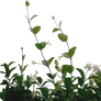 lateral foliage stock 2