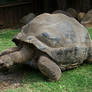 turtle stock