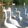 swans stock 3