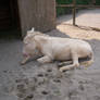 white donkey stock 1