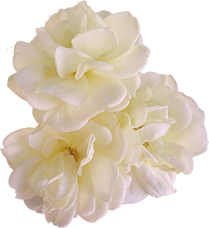 three roses by EveBlackwoodStock
