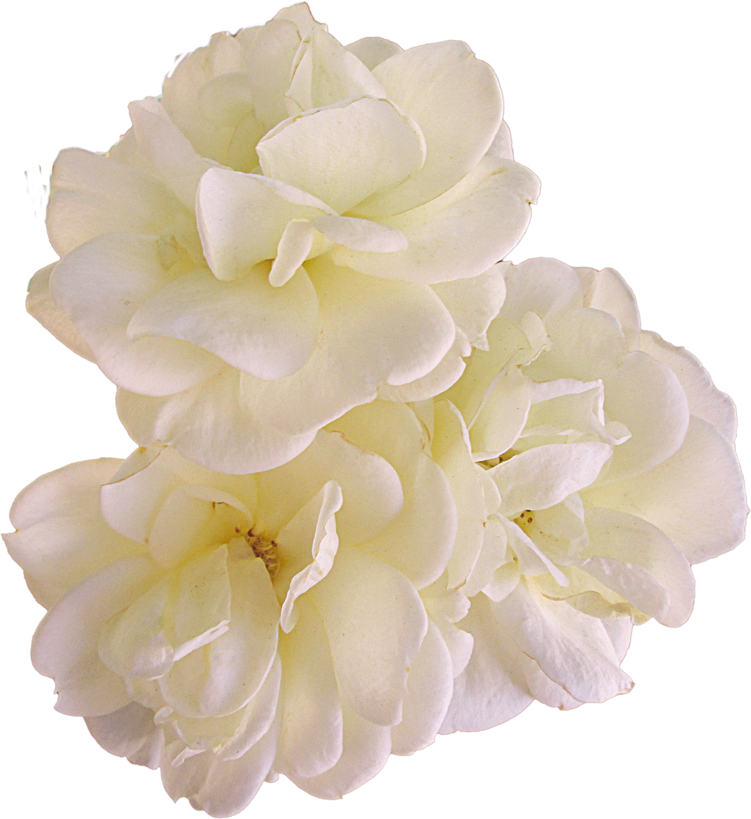 three roses by EveBlackwoodStock
