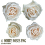 white roses PNG