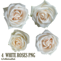 white roses PNG