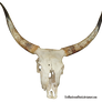 bovine skull
