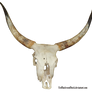 bovine skull