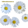 Daisy PNG